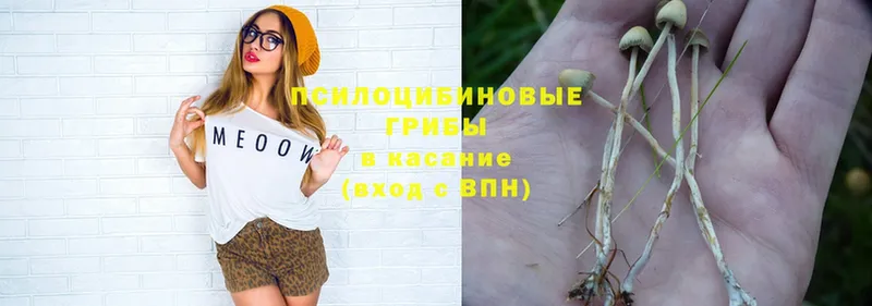 блэк спрут онион  Североуральск  Галлюциногенные грибы Psilocybe 